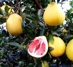 High reputation High Quality Pure Natural Pomelo Fruit Extract Grapefruit Extract China Manufacturer 98% Naringenin