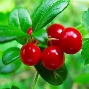 Factory making China SGS Factory Supply Bearberry Extract Powder Alpha Arbutin