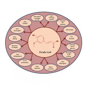 Excellent quality Wholesales High Purity Plant Biochemical Extracts Ferulic Acid 1135-24-6 with Fast Shipment