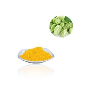 Wholesale China Hops Flavones: 4%, 5%, 10%, 20% by UV Factory Supply Hops Extract