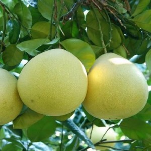 High reputation High Quality Pure Natural Pomelo Fruit Extract Grapefruit Extract China Manufacturer 98% Naringenin