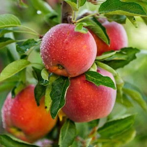 Wholesale China Plant Extract Apple Extract Phloretin Anti-Inflammatory Used in Cosmetics